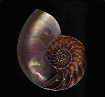 Улитка спиральная. Наутилус Фибоначчи глаз. Тату улитка. Inside a Snail Shell. Snail Craft for Kids.